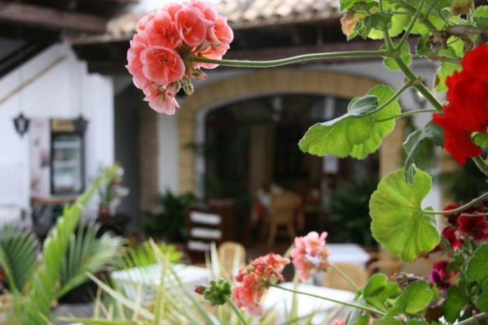 Hostal Torre De Guzman コニル・デ・ラ・フロンテラ エクステリア 写真